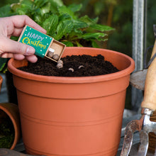 Load image into Gallery viewer, Wildflower Seed Matchbox - Happy Christmas - Seed Box - Seedball