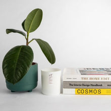 Load image into Gallery viewer, Candle - Captivate - Amber, Tonka Bean & Myrrh - Fiiya