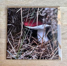 Load image into Gallery viewer, Greetings Card - Toadstool - Photography Art - Mouse and Snail