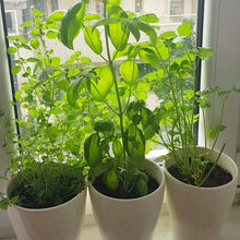 Load image into Gallery viewer, Italian Herb Kitchen - Grow Your Own Herbs Kit - Seedball
