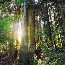 Load image into Gallery viewer, Candle - Pure - Citrus, Jasmie, Cedarwood, Patchouli - Fiiya