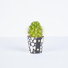 Load image into Gallery viewer, Plant Pot Covers - Studio Wald