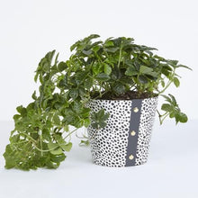 Load image into Gallery viewer, Plant Pot Covers - Studio Wald