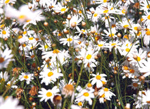 Load image into Gallery viewer, Floral and Botanical Gift Wrap - Paperweight Products