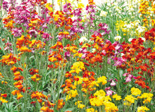 Load image into Gallery viewer, Floral and Botanical Gift Wrap - Paperweight Products