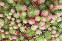 Load image into Gallery viewer, Floral and Botanical Gift Wrap - Paperweight Products