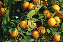 Load image into Gallery viewer, Floral and Botanical Gift Wrap - Paperweight Products