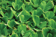 Load image into Gallery viewer, Floral and Botanical Gift Wrap - Paperweight Products