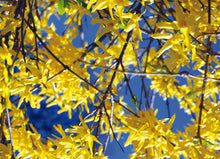 Load image into Gallery viewer, Floral and Botanical Gift Wrap - Paperweight Products