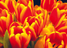 Load image into Gallery viewer, Floral and Botanical Gift Wrap - Paperweight Products