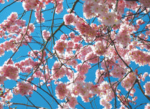 Load image into Gallery viewer, Floral and Botanical Gift Wrap - Paperweight Products