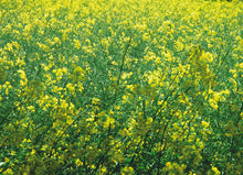 Load image into Gallery viewer, Floral and Botanical Gift Wrap - Paperweight Products