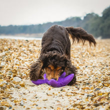 Load image into Gallery viewer, Eco friendly Dog Toy - Starfish - 100% Recycled Materials Dog Toy - Sustainapaws