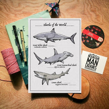 Load image into Gallery viewer, Sharks of the World - A4 Print - MountainManDraws