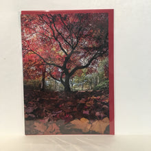Load image into Gallery viewer, Red Tree at Golden Acre Park - Greetings Card - RJHeald Photography