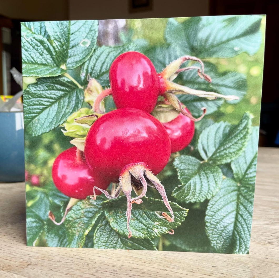 Greetings Card - Rosehip - Photography Art - Mouse and Snail