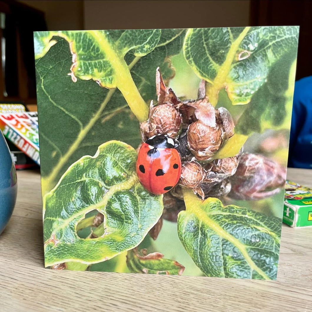 Greetings Card - Ladybird - Photography Art - Mouse and Snail