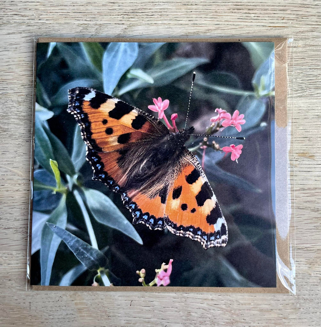 Greetings Card - Tortoiseshell Butterfly - Photography Art - Mouse and Snail