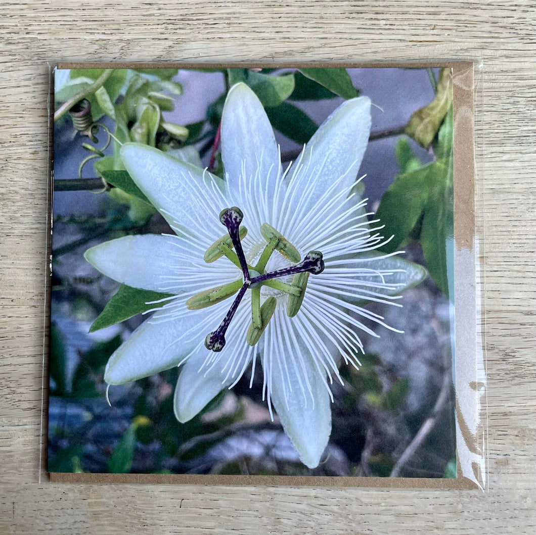 Greetings Card - Passionflower - Photography Art - Mouse and Snail