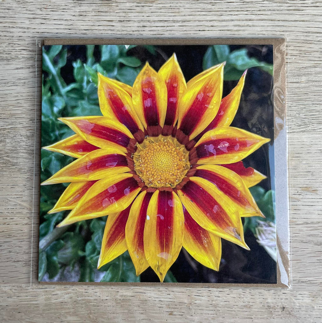Greetings Card - Gazania - Photography Art - Mouse and Snail