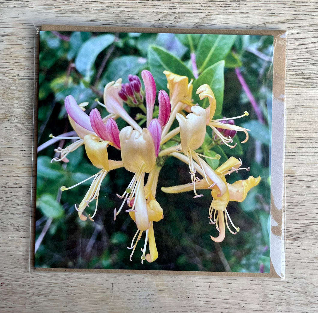 Greetings Card - Honeysuckle - Photography Art - Mouse and Snail