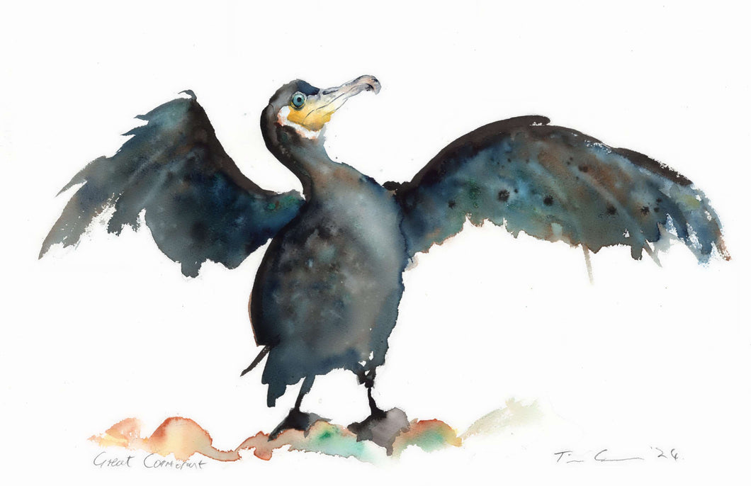 Great Cormorant - A5 Print - Yorkshire Art - Tim Gomersall Art & Illustration