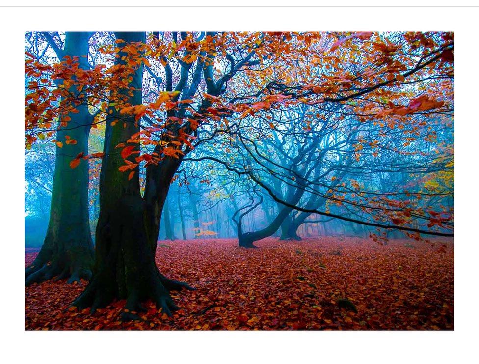 Golden Acre Park Autumn Mist - Art Print - RJHeald Photography