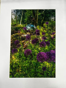 Crag House Farm Alliums - Photography Print - RJHeald Photography - Collection Only