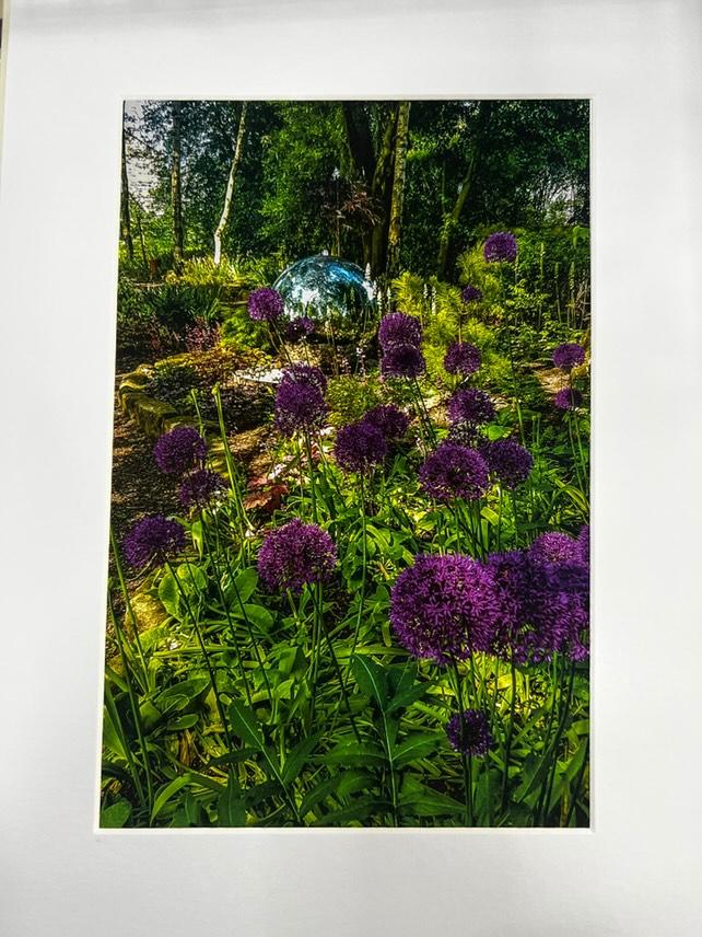 Crag House Farm Alliums - Photography Print - RJHeald Photography - Collection Only