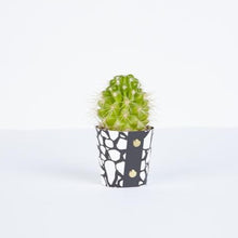 Load image into Gallery viewer, Plant Pot Covers - Studio Wald
