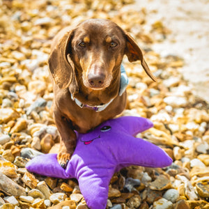 Eco friendly Dog Toy - Starfish - 100% Recycled Materials Dog Toy - Sustainapaws