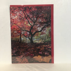 Autumn Tree at Golden Acre Park - Greetings Card - RJHeald Photography