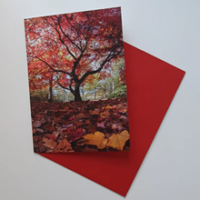 Load image into Gallery viewer, Autumn Tree at Golden Acre Park - Greetings Card - RJHeald Photography
