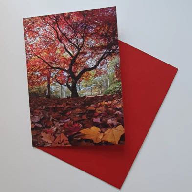 Autumn Tree at Golden Acre Park - Greetings Card - RJHeald Photography